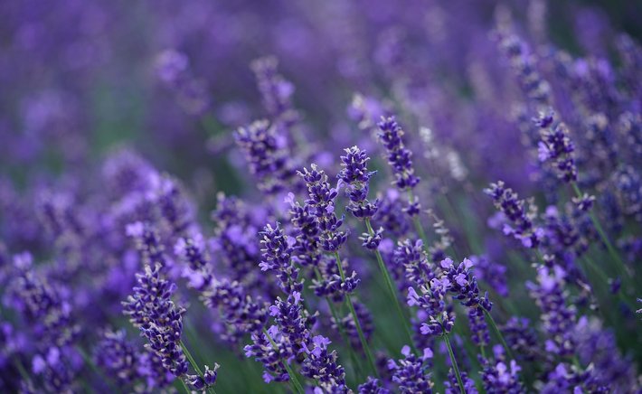 Lavender and Community: Hosting a Swap, Workshop, or U-Pick Day
